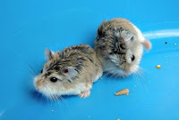 myHamsters011.jpg