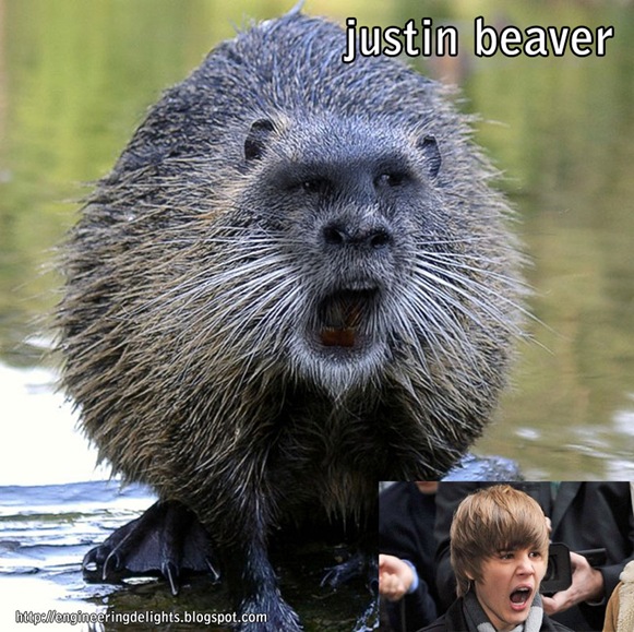 justinbeaver