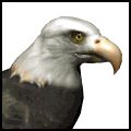 baldeagle1_searching_md_wht baldeagle1_searching_md_wht