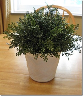 Boxwood2