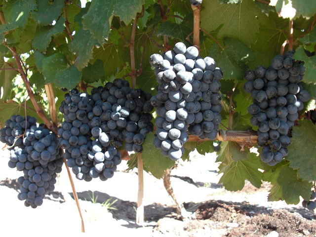 [Arg2010 087[5].jpg]