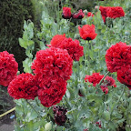 plantes annuelle