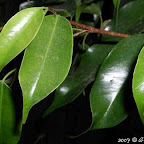 Plantes d'appartement