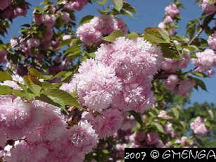 Prunus pissardii - Prunus mirobolan