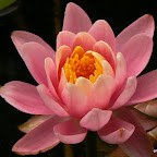 Plantes de bassin