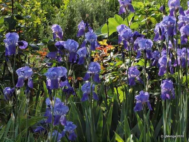 Planter Des Iris Le Long D'un Mur