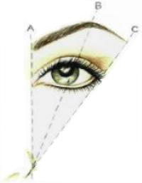 [brow_shape.jpg]