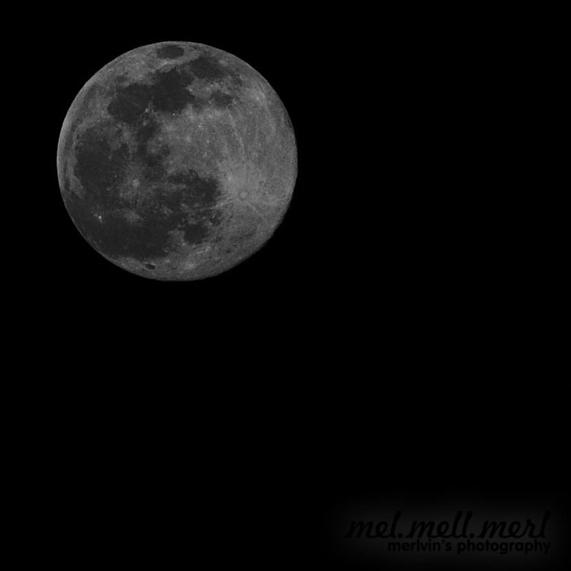 [pine_moon[1].jpg]