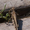 Egyptian Grasshopper; Langosta Egipcia