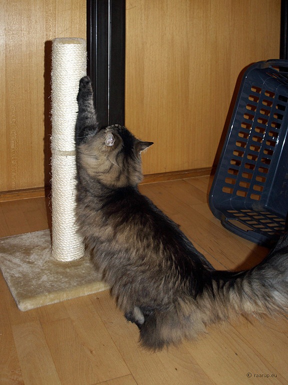 [cat scratching post 1[5].jpg]