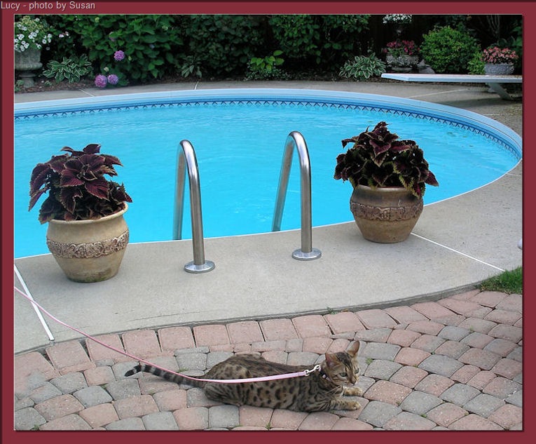 [lucy-a-Bengal-cat-and-a-pool[18].jpg]
