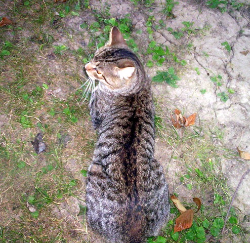 [cat in grass[6].jpg]