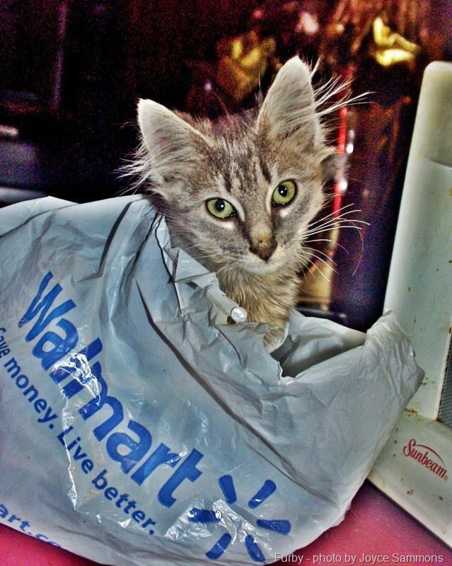 [WalMart cat[11].jpg]