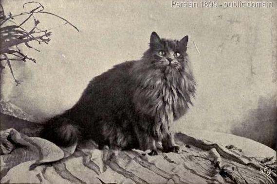 [Blue Persian Gentian from 1899[11].jpg]