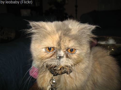 persian cat health problems