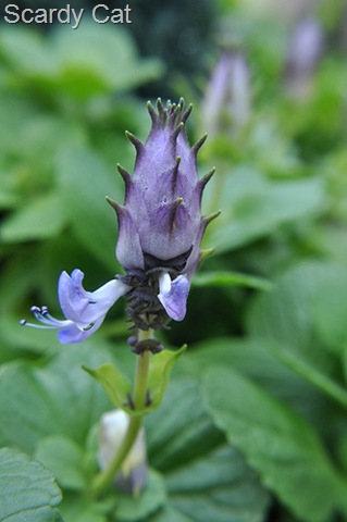[Coleus Canina flower[16].jpg]