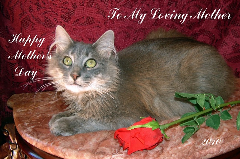 [Furby on burgundy laying with the rose looking up[4].jpg]