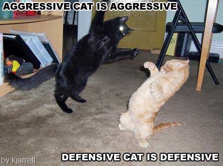 [cats fighting over territory[7].jpg]