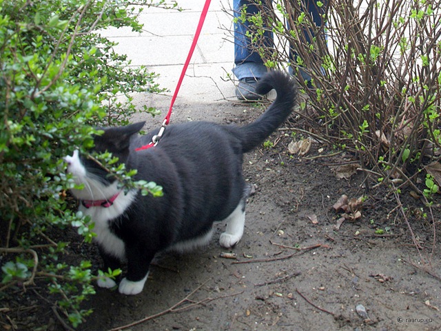 [snow white cat on a leash[9].jpg]