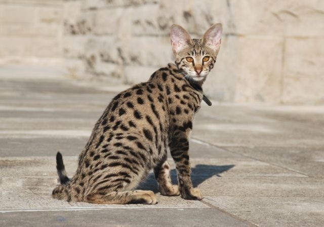 [kathrin-stucki-photos-f2-savannah-cat-1[2].jpg]