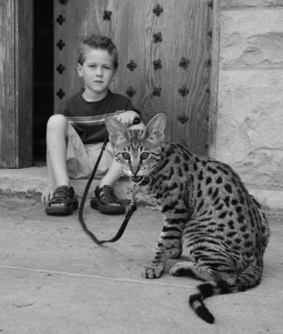 [kathrin-stucki-photos-savannah-cat-and-son-3[2].jpg]