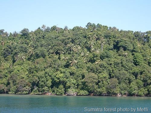 [sumatra-forest[10].jpg]