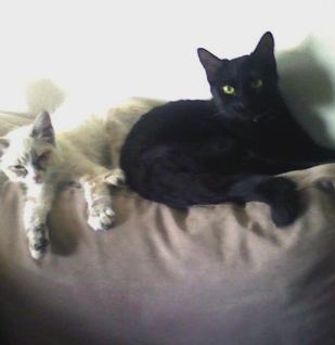 [moggie-cat-2[26].jpg]