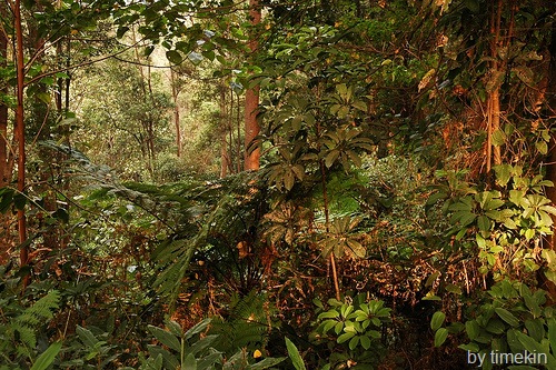 [indonesian forest[3].jpg]