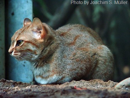 [rusty-spotted-cat-1[9].jpg]
