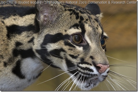 clouded leopard female