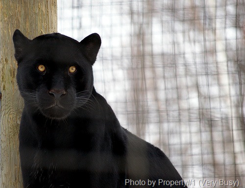 [melanism black jaguar[5].jpg]
