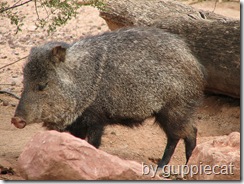 collared peccary