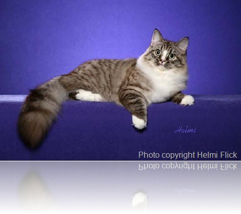 cat breed ragamuffin
