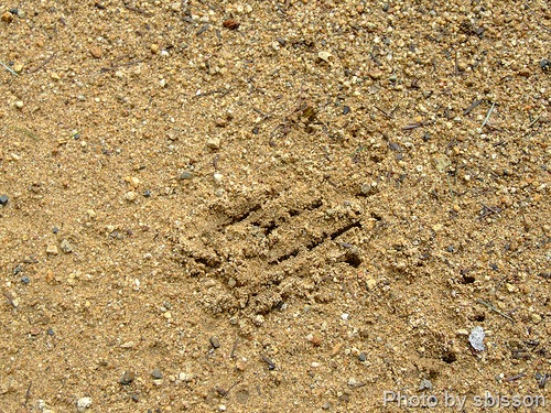 [mountain lion tracks 1[5].jpg]