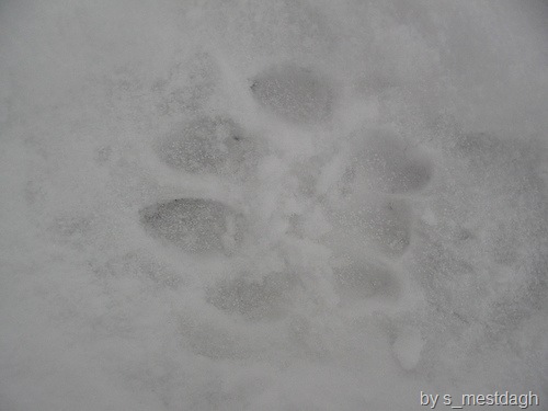 [mountain lion tracks 7[3].jpg]