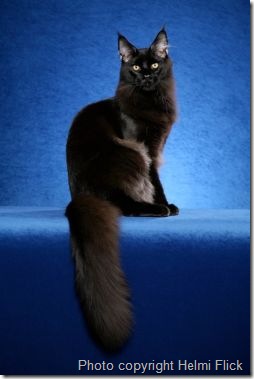 black-maine-coon-cat-s black-maine-coon-cat-s