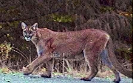[cougar pictures 8 mm camera[3].jpg]