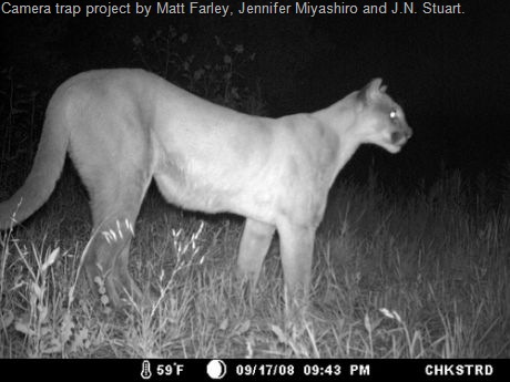 [camera trap photo of mountain lion[12].jpg]
