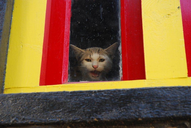 [cat-meowing[4].jpg]