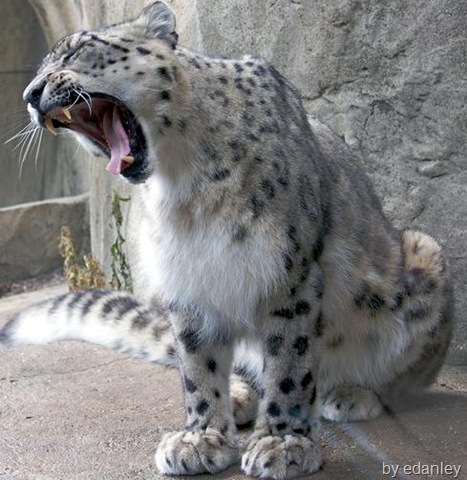 [snow leopard[14].jpg]