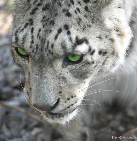 [snow leopard head and eyes[6].jpg]