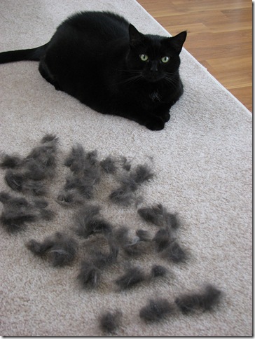 furminator cat sheeding