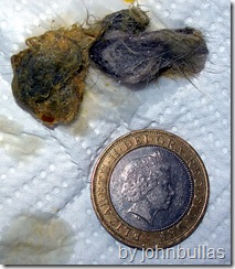 Hairball In Cats