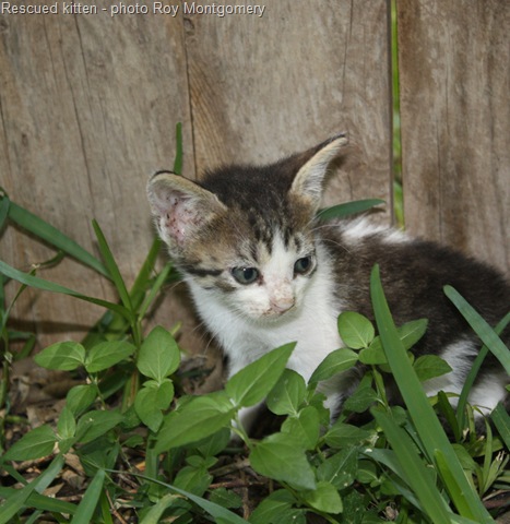 [rescue cat[16].jpg]