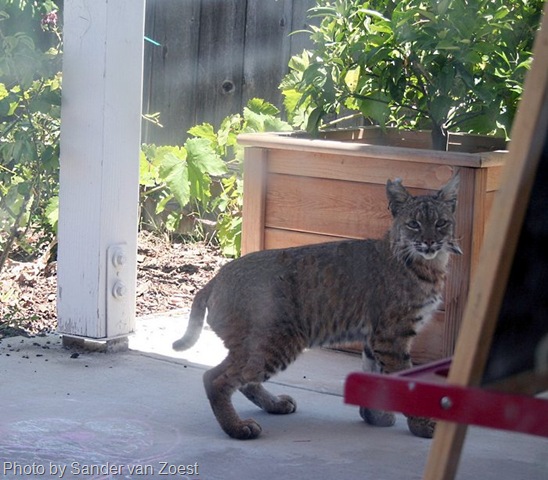 [bobcat in backyard[4].jpg]