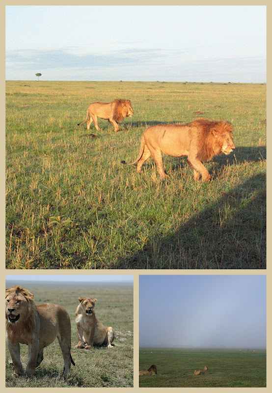 Lions in Masai Mara, Okavango Delta and Serengeti a collage
