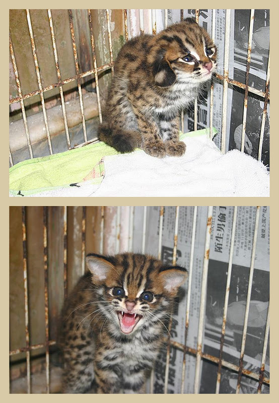 Frightened asian leopard cat kitten in a collage