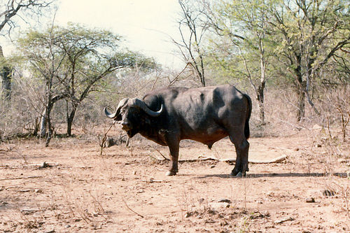 food chain lion. Lion Food Chain