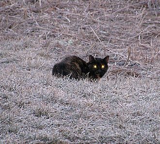 [cats eyes glowing in the dark[5].jpg]