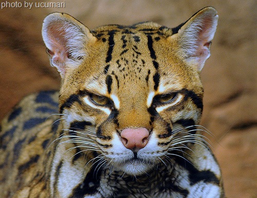 [ocelot-portrait[10].jpg]